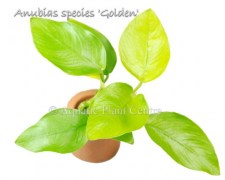 Anubias species golden